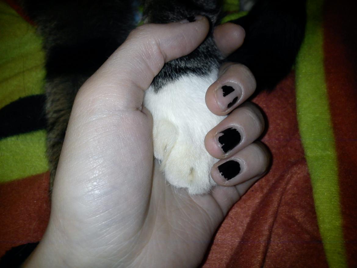 Huskat Gizmo - Vi holder i hånd <3 billede 16