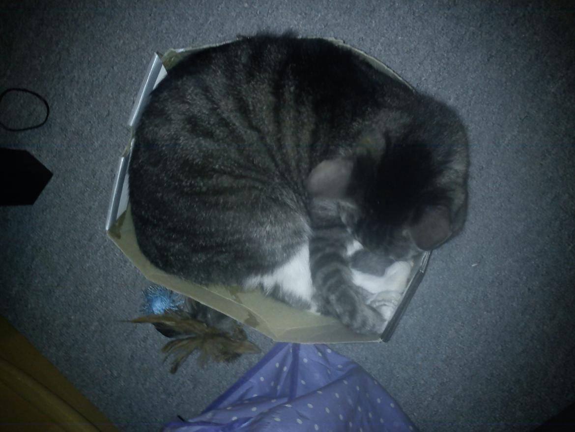 Huskat Gizmo billede 17