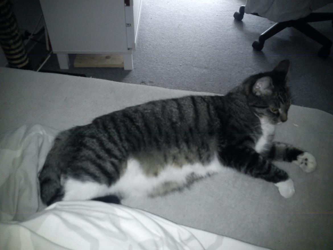 Huskat Gizmo - Flotte Giz! billede 18