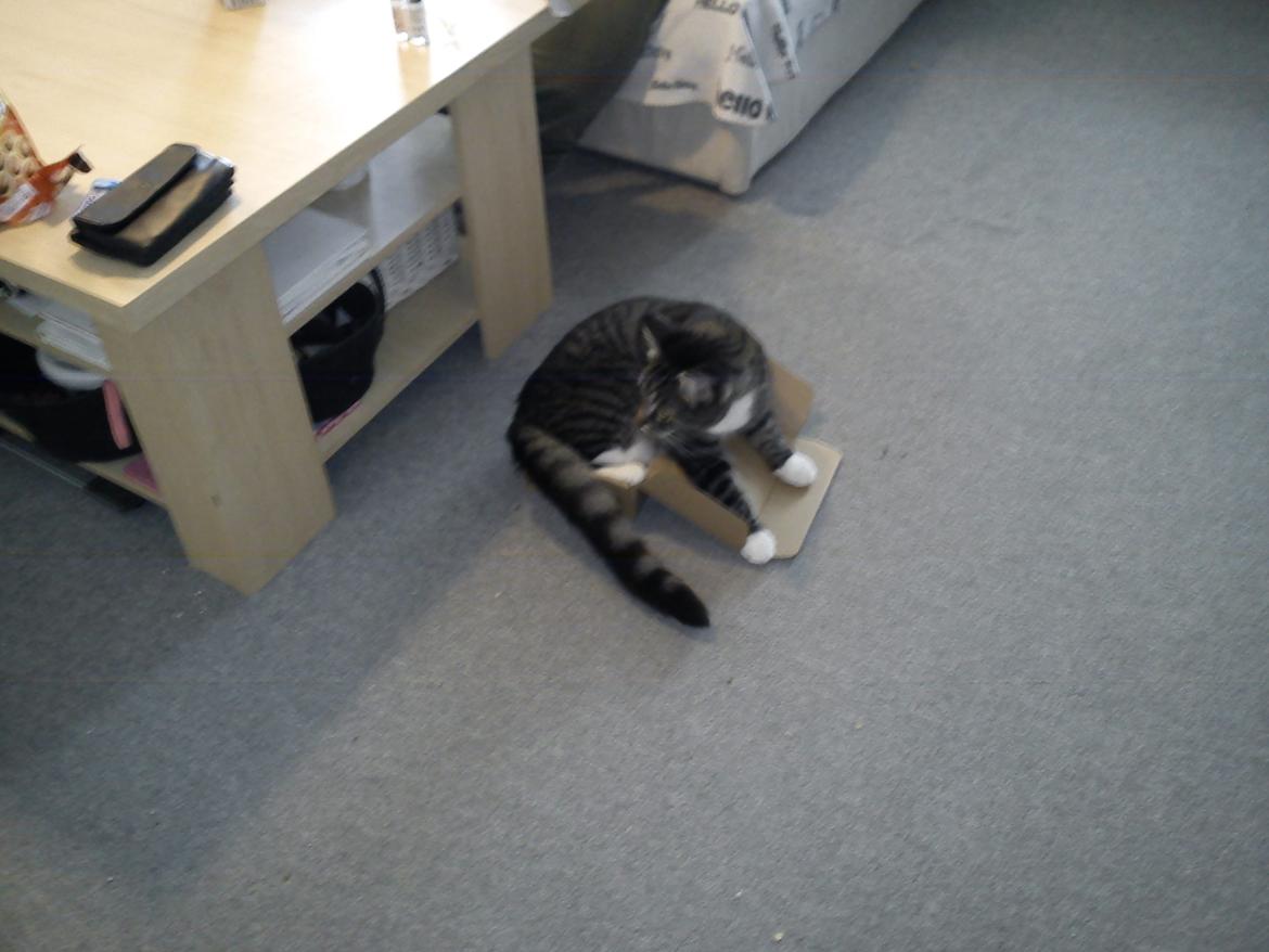 Huskat Gizmo - Kasserne skal prøves!
Jeg er stadig en lille bitte mis - eller .. billede 19