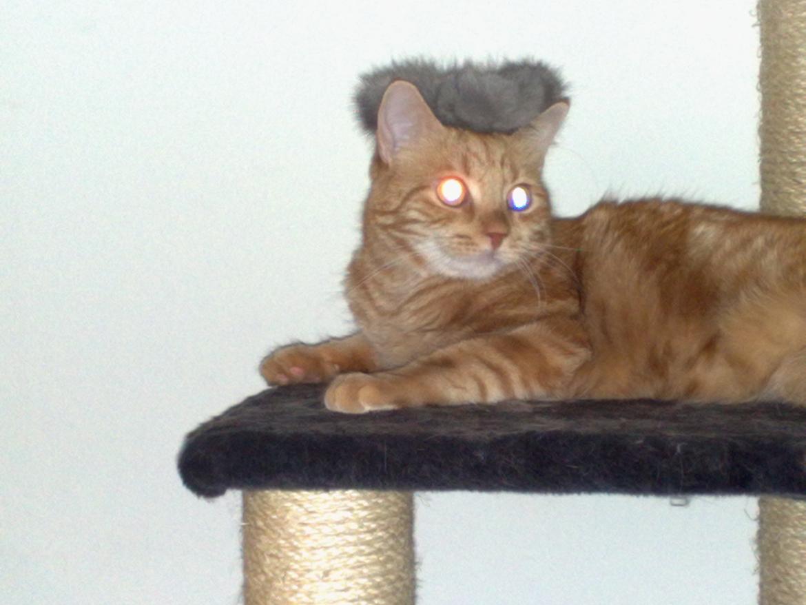 Huskat Simba billede 18