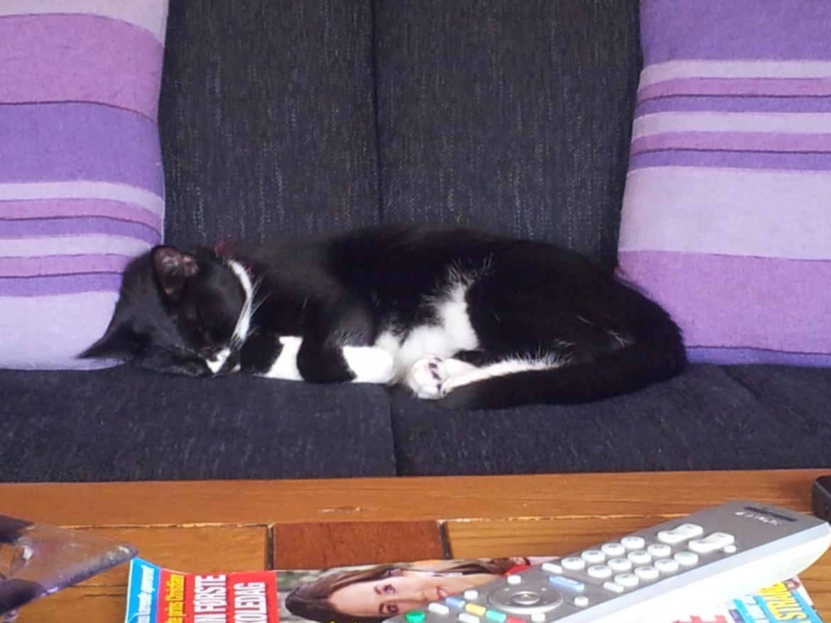 Huskat Nuser billede 5