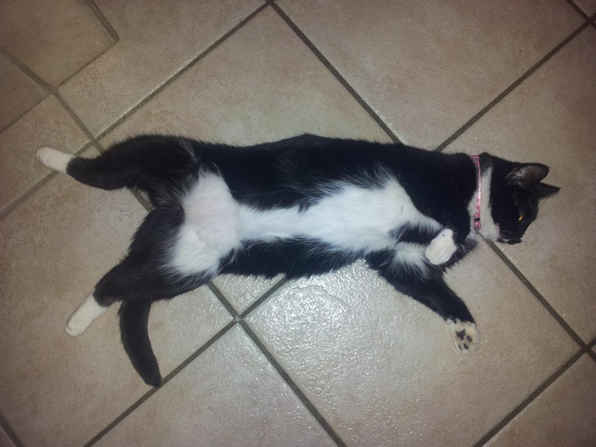 Huskat Nuser billede 6
