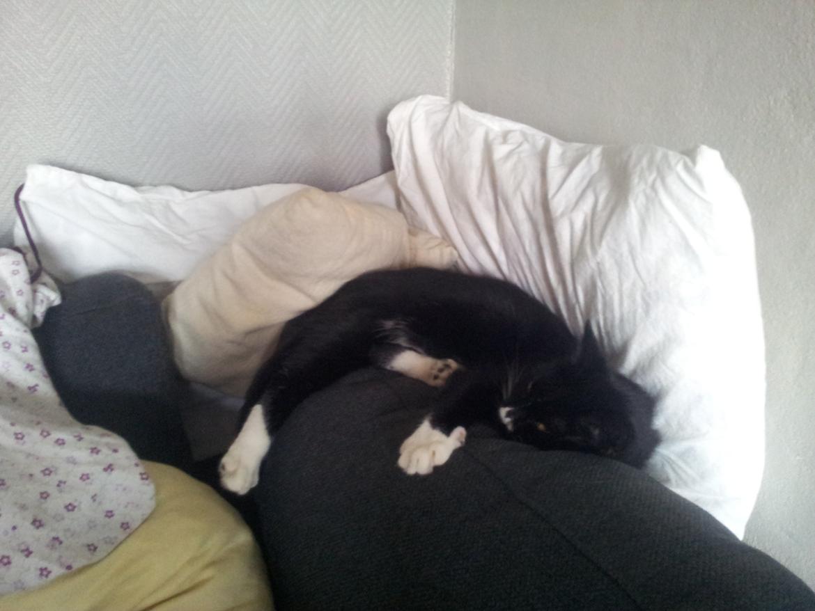 Huskat Nuser billede 8