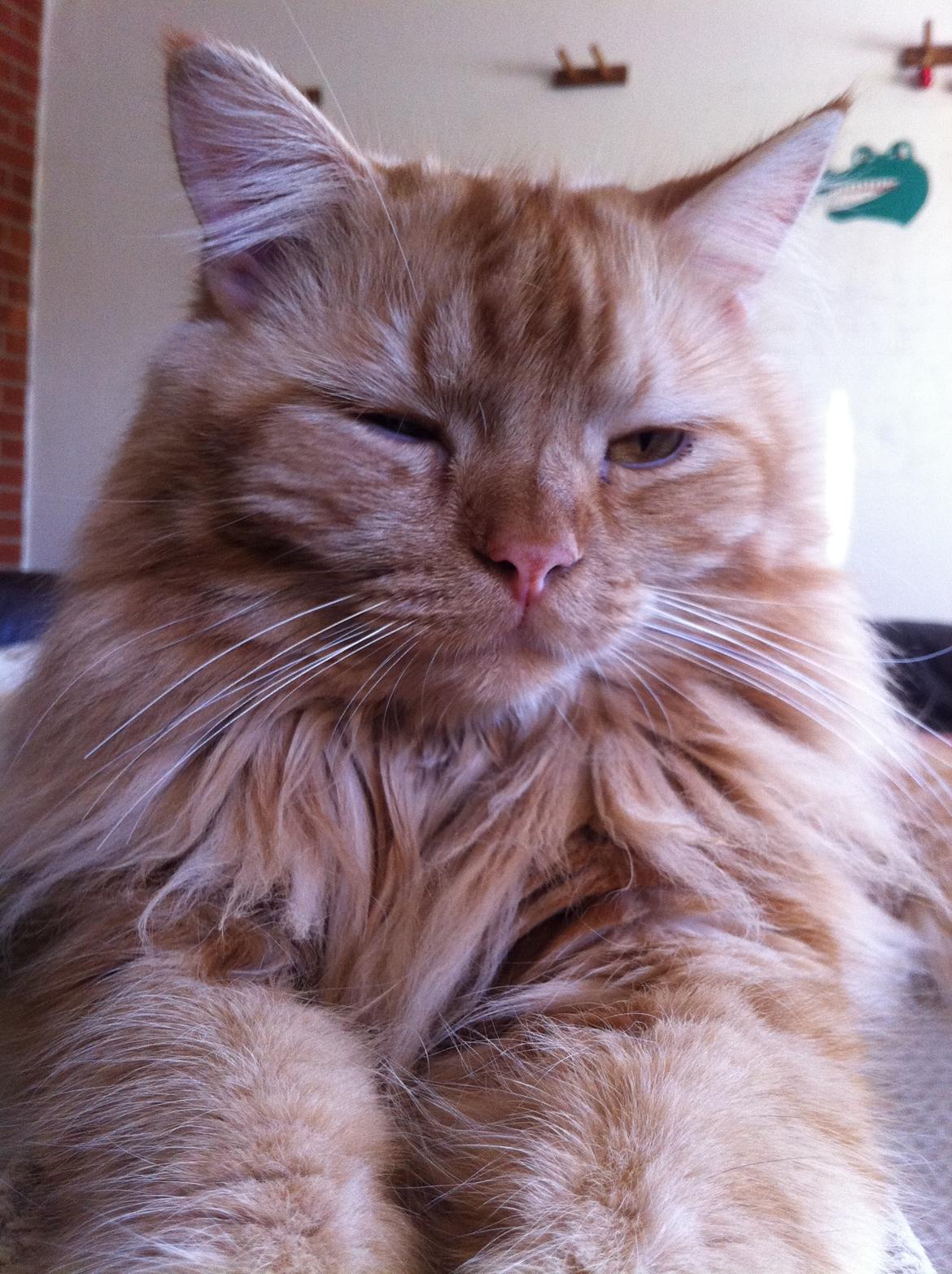 Blanding af racer Houdini billede 7