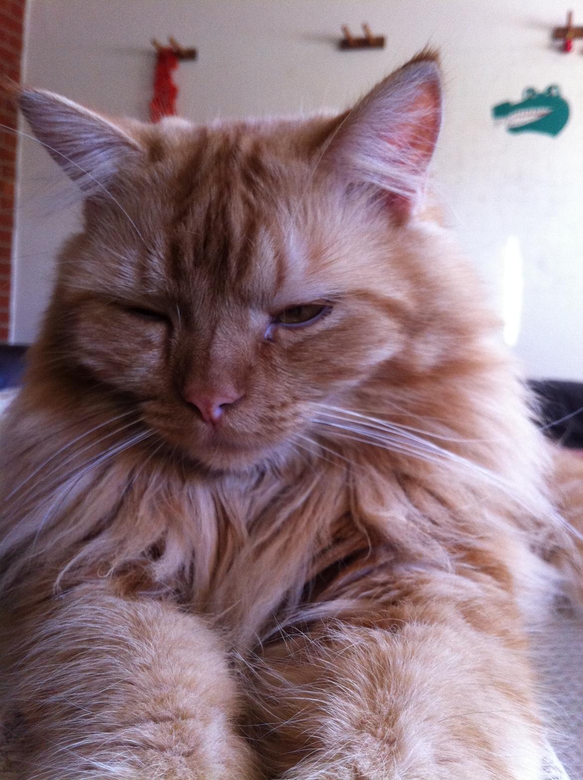 Blanding af racer Houdini billede 9