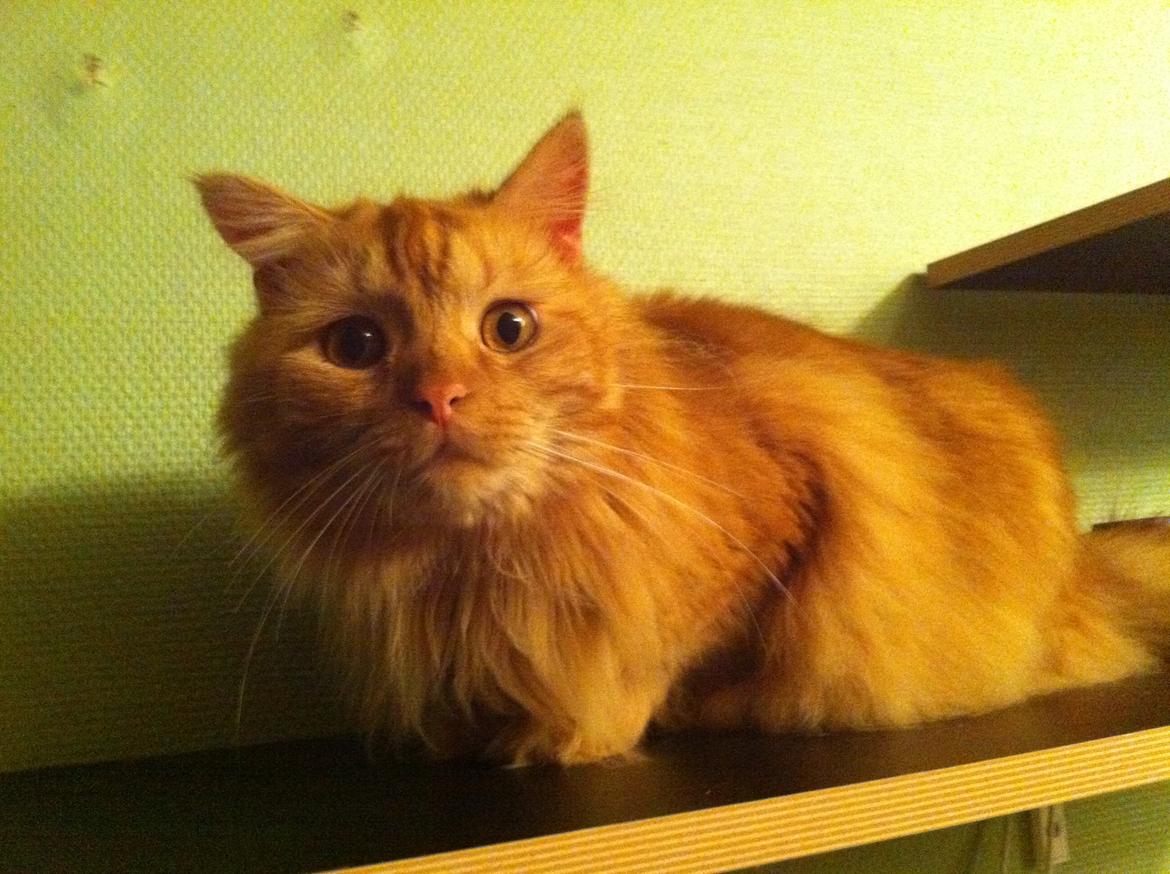 Blanding af racer Houdini billede 10