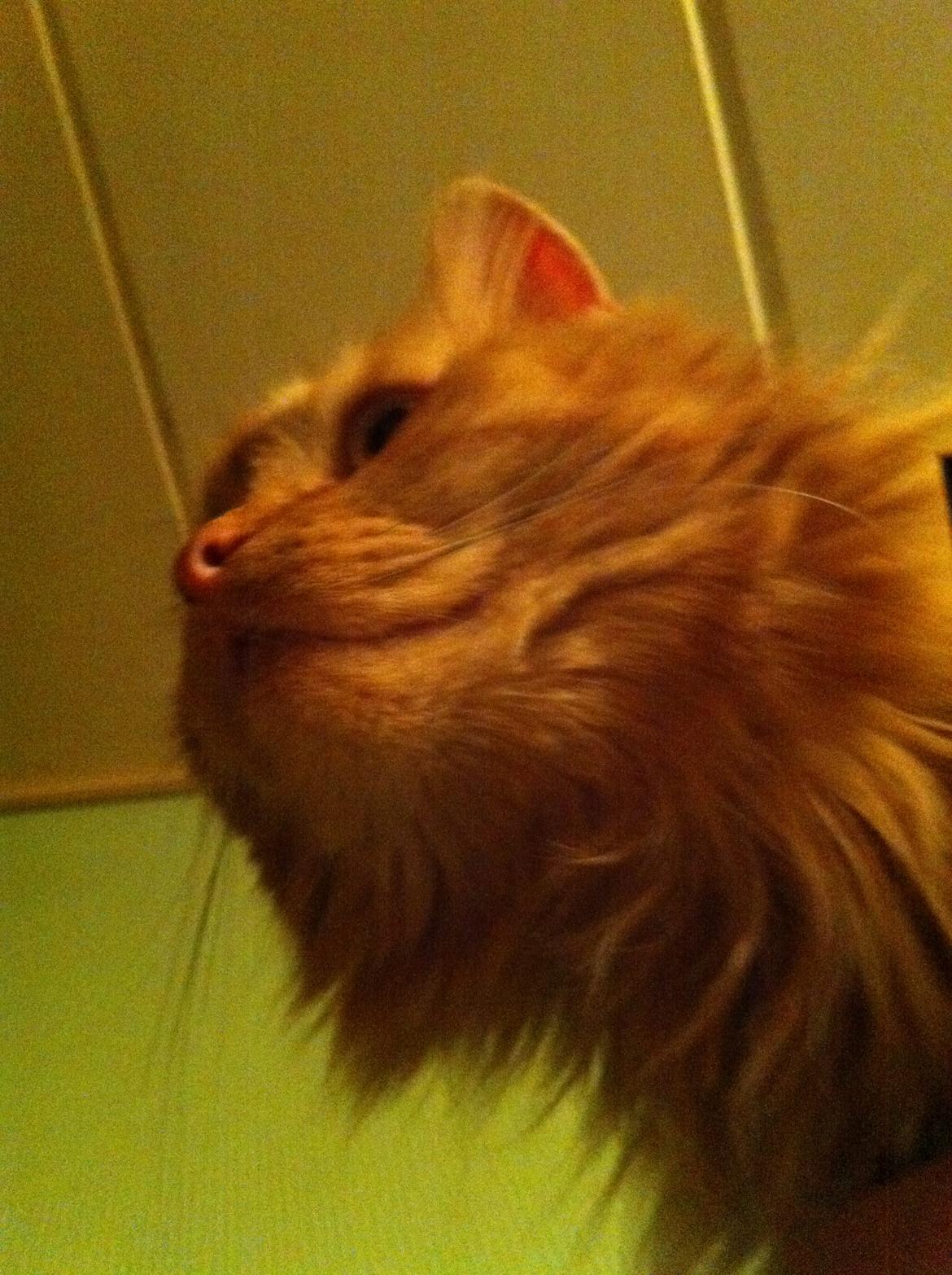 Blanding af racer Houdini billede 11