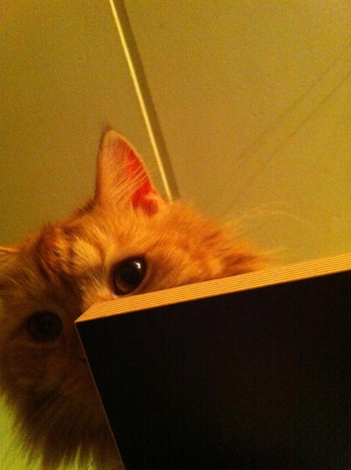 Blanding af racer Houdini billede 12