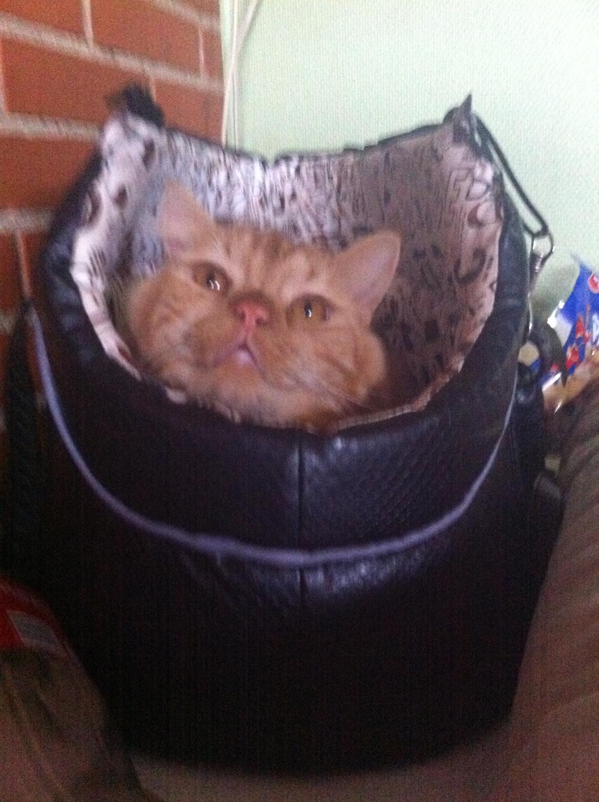 Blanding af racer Houdini billede 14