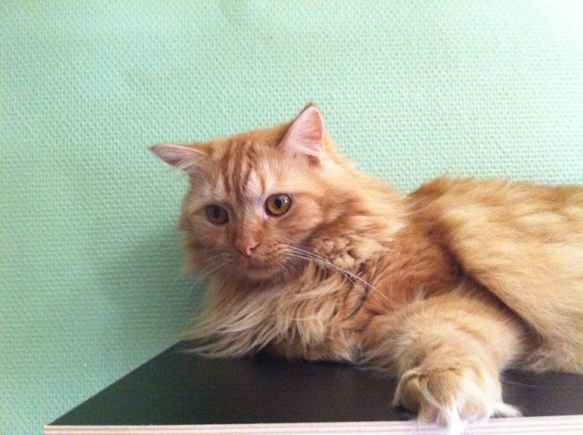 Blanding af racer Houdini billede 15