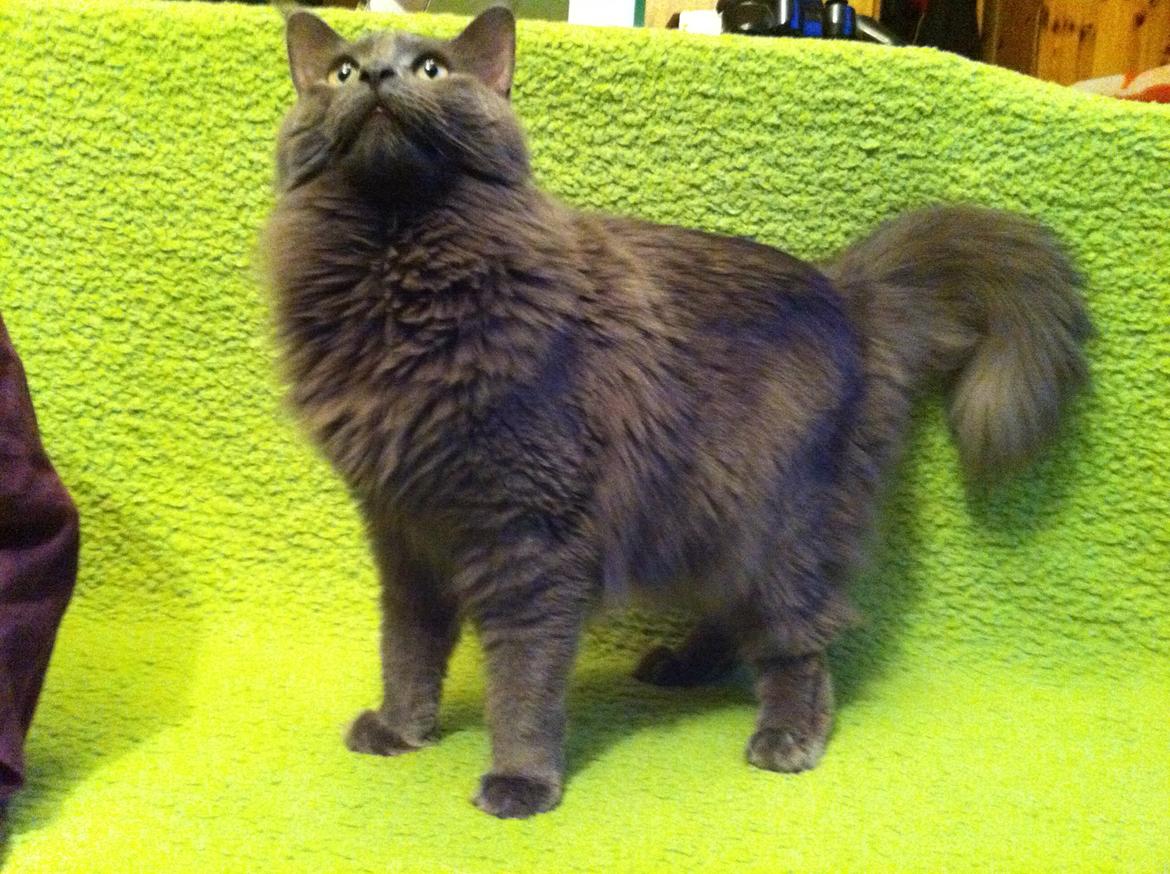 Maine Coon Atcoons Hello Kitty - Vega billede 8