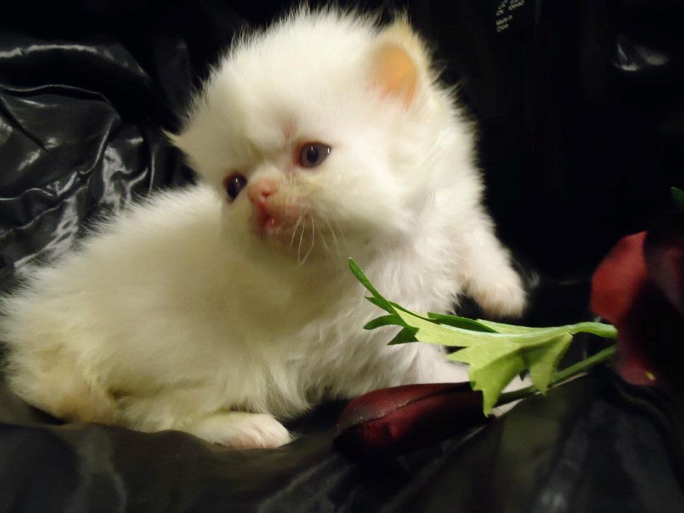 Colorpoint Isak Sin fink billede 1