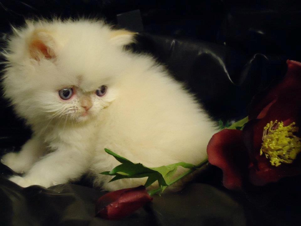 Colorpoint Isak Sin fink billede 2