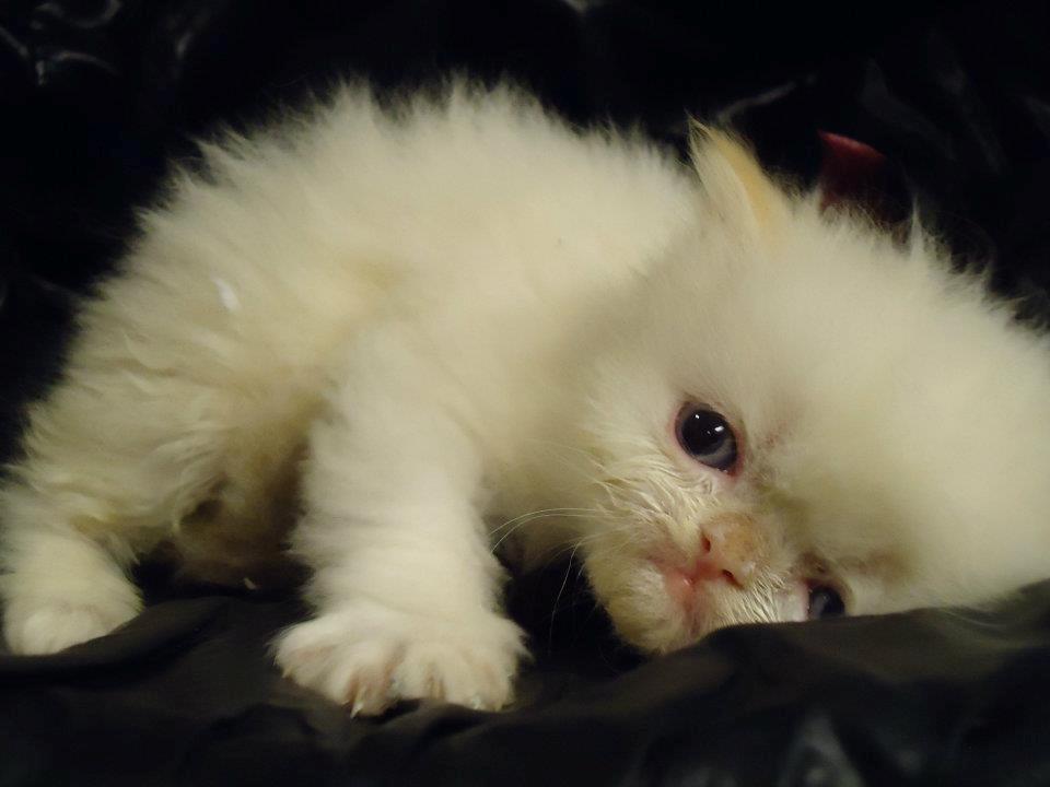 Colorpoint Isak Sin fink billede 3