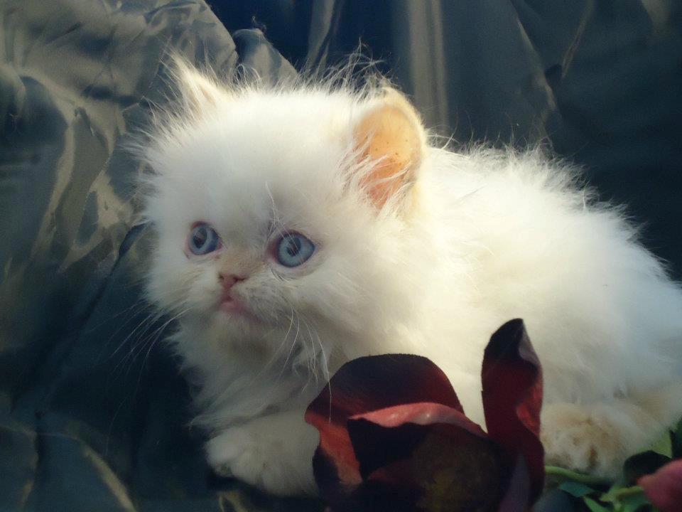 Colorpoint Isak Sin fink billede 4