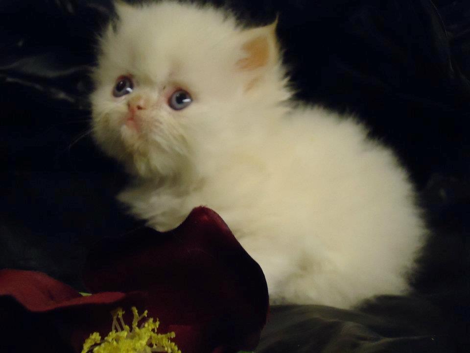 Colorpoint Isak Sin fink billede 5