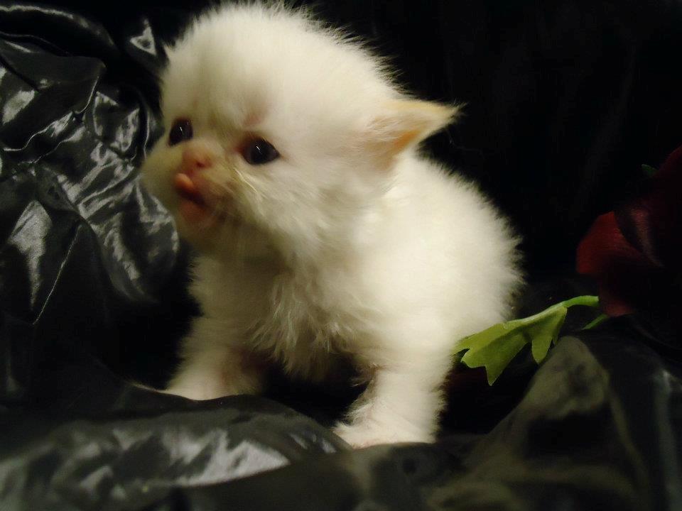 Colorpoint Isak Sin fink billede 6