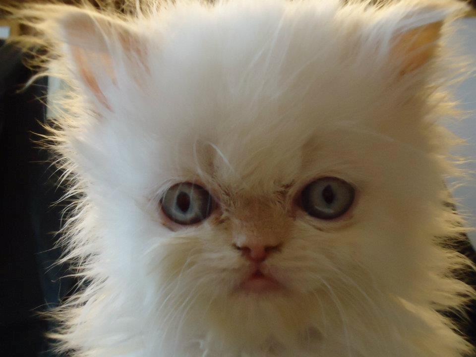 Colorpoint Isak Sin fink billede 7