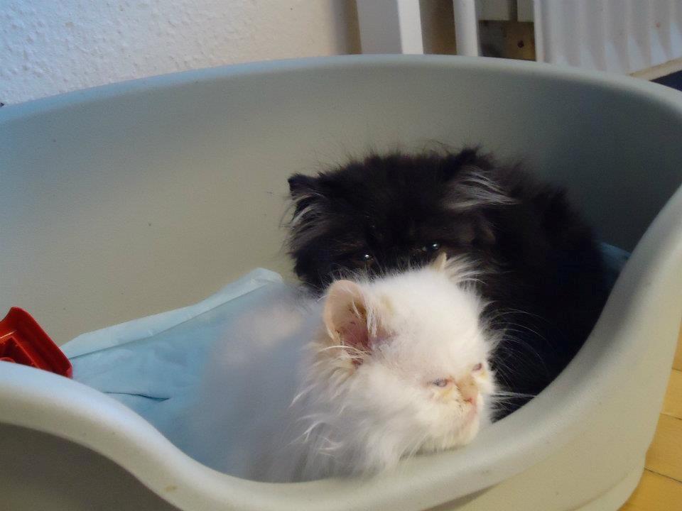 Colorpoint Isak Sin fink billede 8