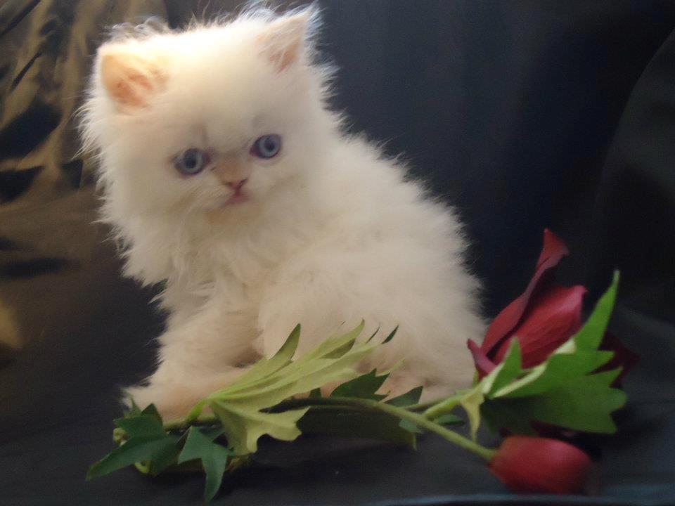 Colorpoint Isak Sin fink billede 9