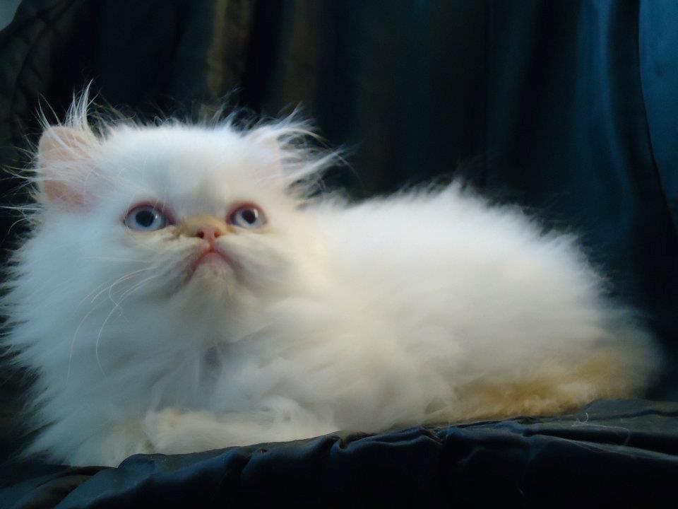 Colorpoint Isak Sin fink billede 10