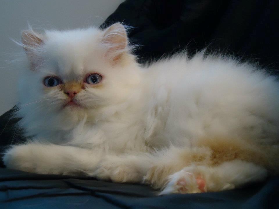 Colorpoint Isak Sin fink billede 11