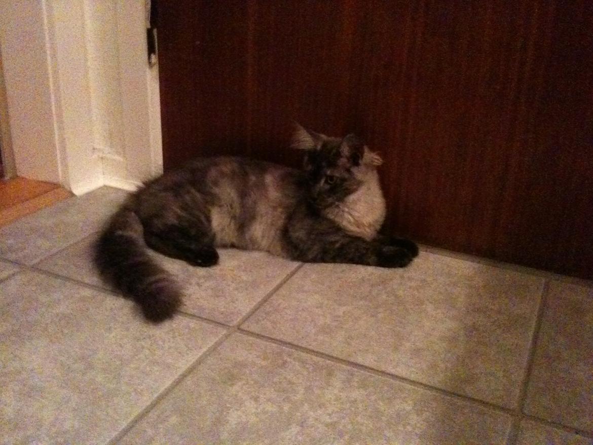 Maine Coon Aslan (Himmelkat)<3 billede 13