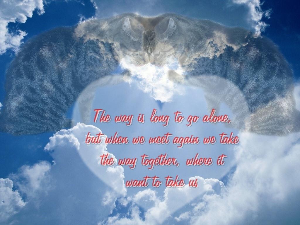 Huskat Pjock<3 R.I.P.<3 - "I see the joy in the Heaven; I see the joy in you! - But I don't see the joy to living without you!<3" billede 24