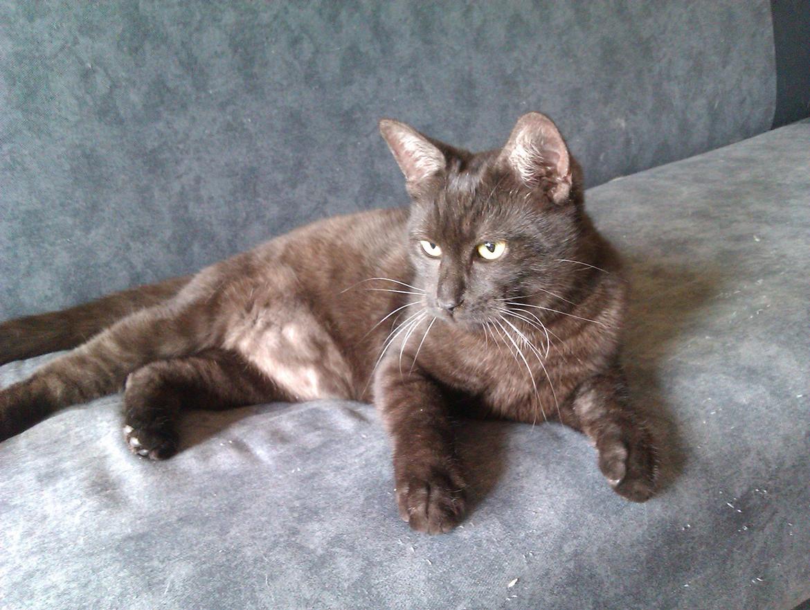 Huskat Tjalfe billede 1