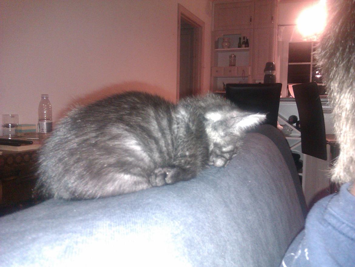 Huskat Tjalfe - Da vi lige havde fået ham billede 2