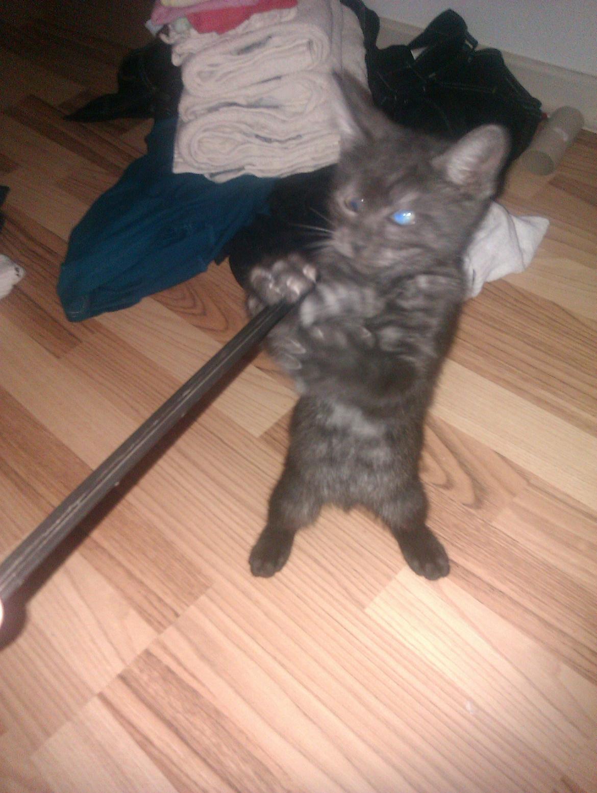 Huskat Tjalfe - Som lille var han lige så legesyg som han er nu billede 3