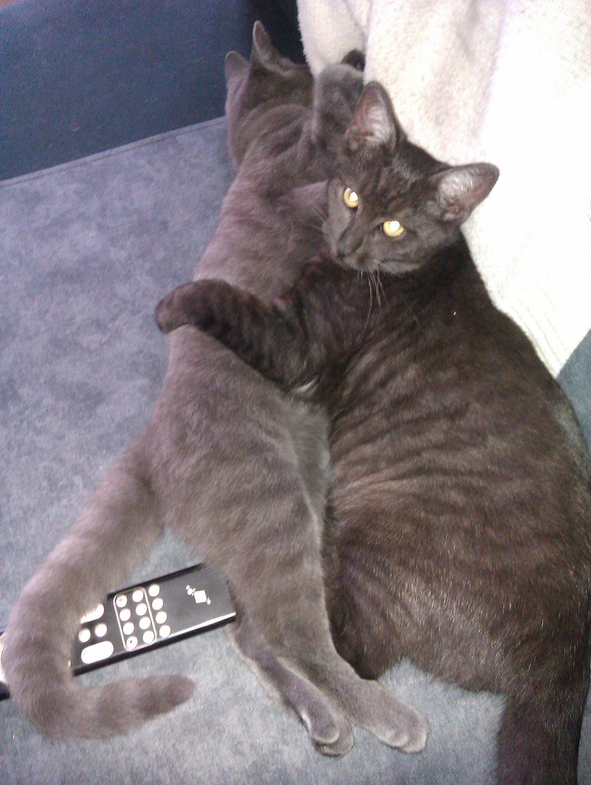 Huskat Tjalfe - Tænker vidst hvorfor jeg skal stå og tage billeder mens han nu ligger lige så godt og sover billede 5