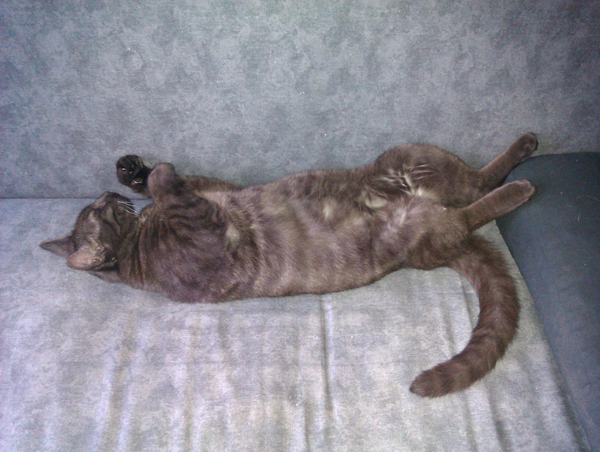 Huskat Tjalfe billede 6