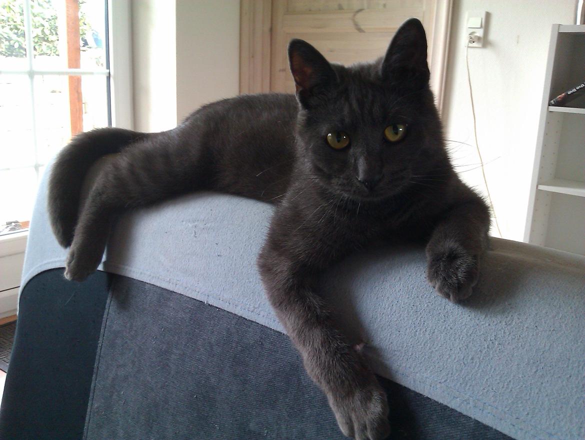 Huskat Pjevs billede 1