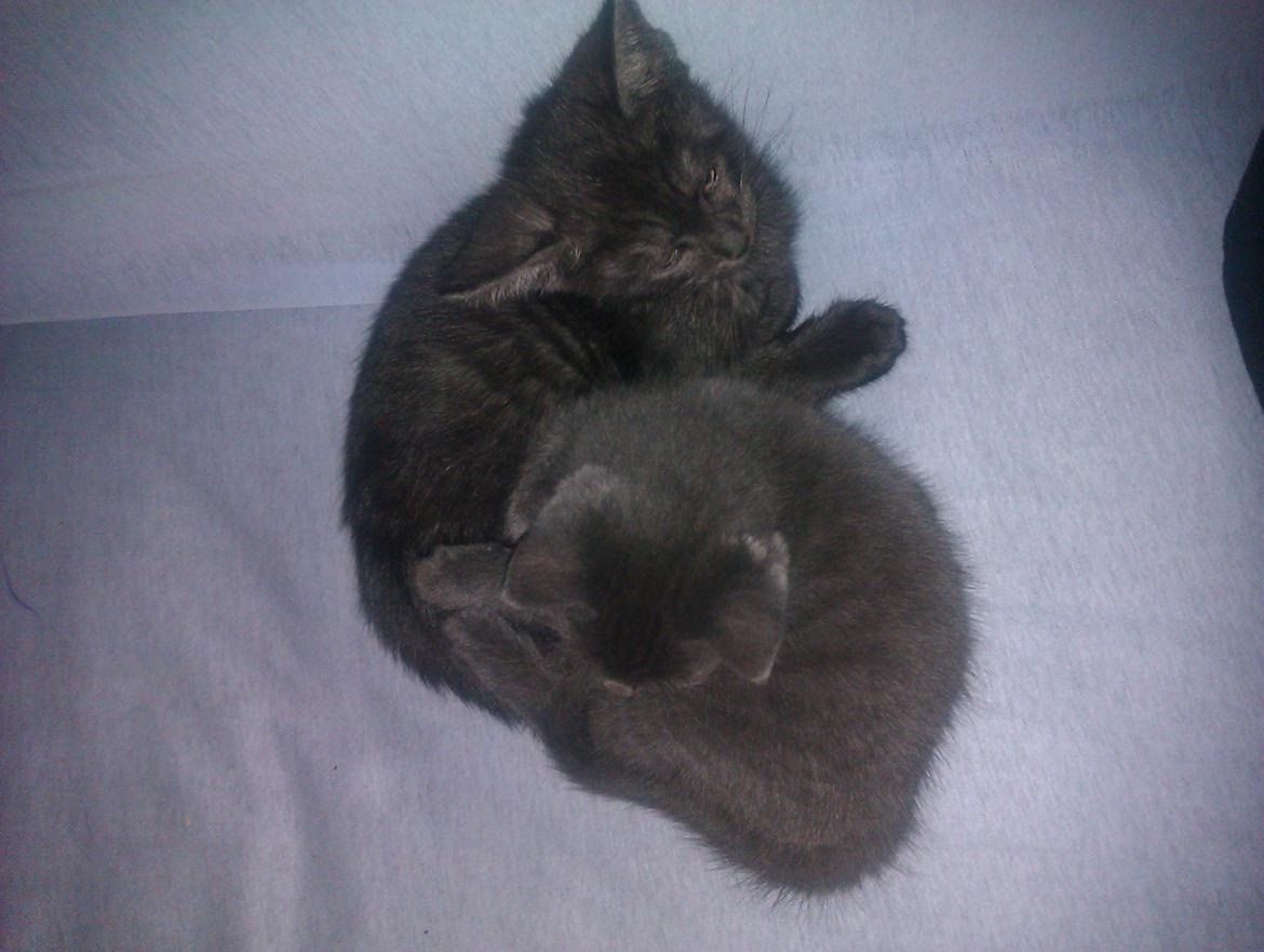 Huskat Pjevs - Som lille hvor hun putter med Tjalfe (hendes bror) billede 2