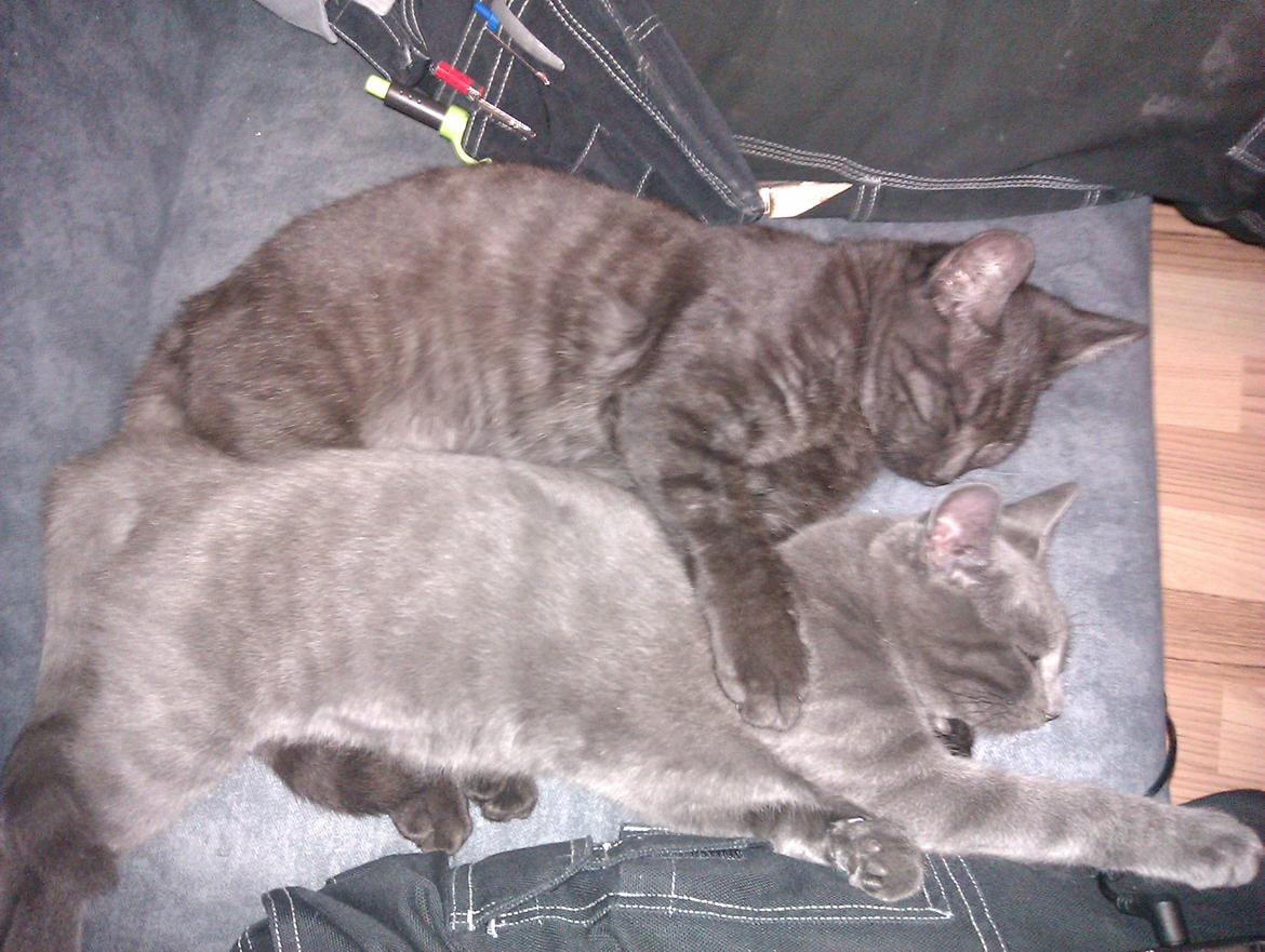 Huskat Pjevs - Her putter de igen billede 3