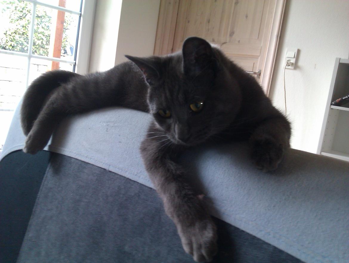 Huskat Pjevs - Ligger på ryglænet af sofaen, det er hendes plads billede 4