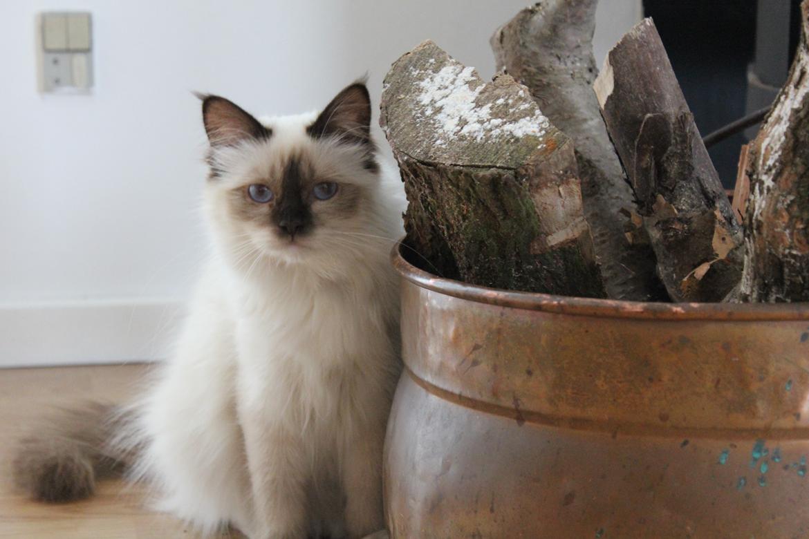 Hellig Birma Mila billede 6