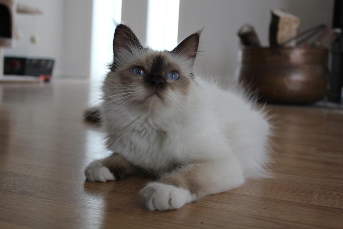 Hellig Birma Mila billede 7