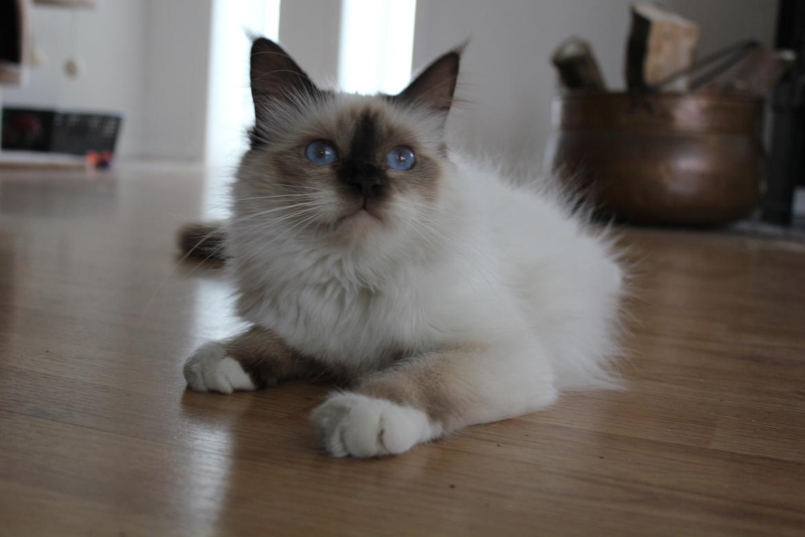 Hellig Birma Mila billede 8