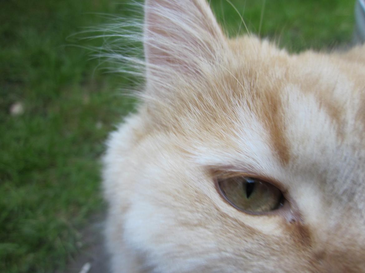 Blanding af racer Chlöe - Ragdoll/maincoon billede 1