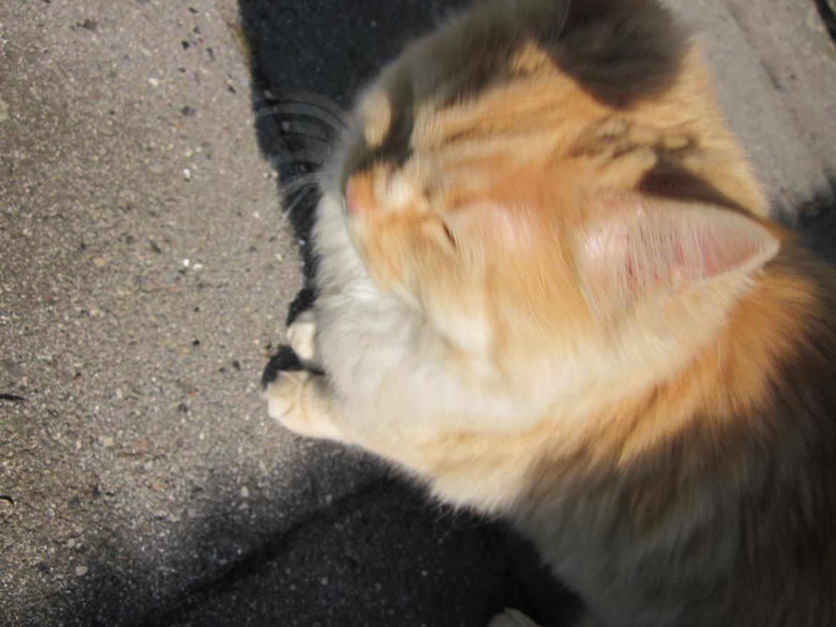 Blanding af racer Chlöe - Ragdoll/maincoon billede 2