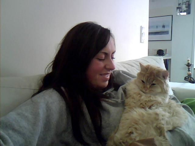 Blanding af racer Chlöe - Ragdoll/maincoon billede 3