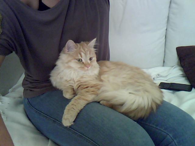 Blanding af racer Chlöe - Ragdoll/maincoon billede 4