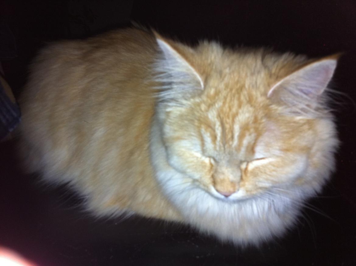 Blanding af racer Chlöe - Ragdoll/maincoon billede 5