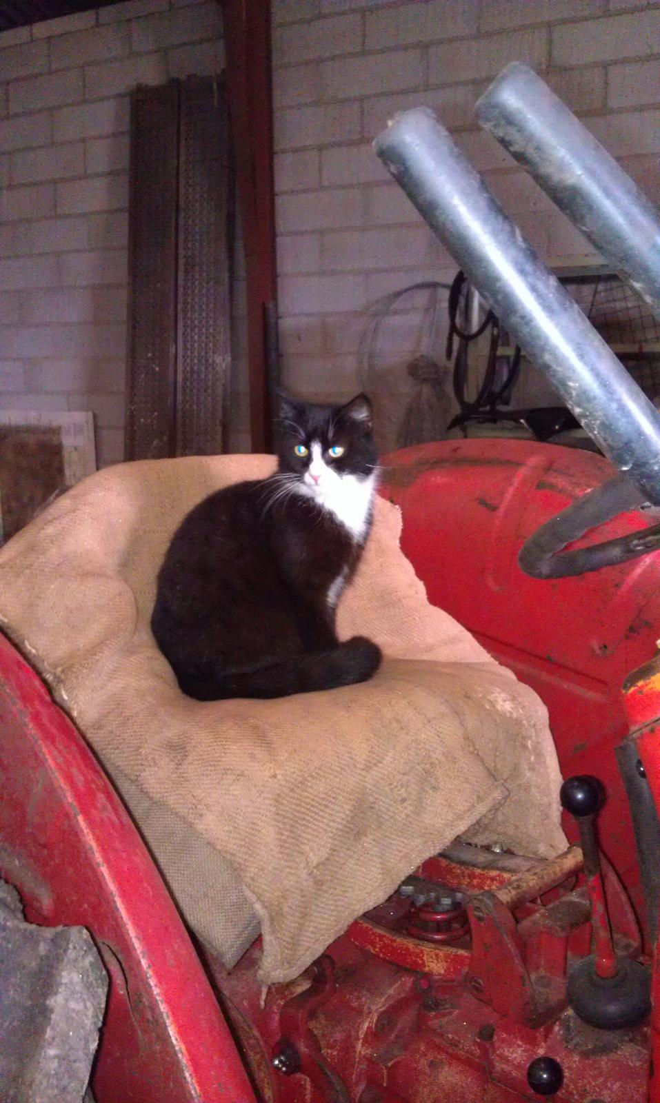 Huskat Tazan billede 1