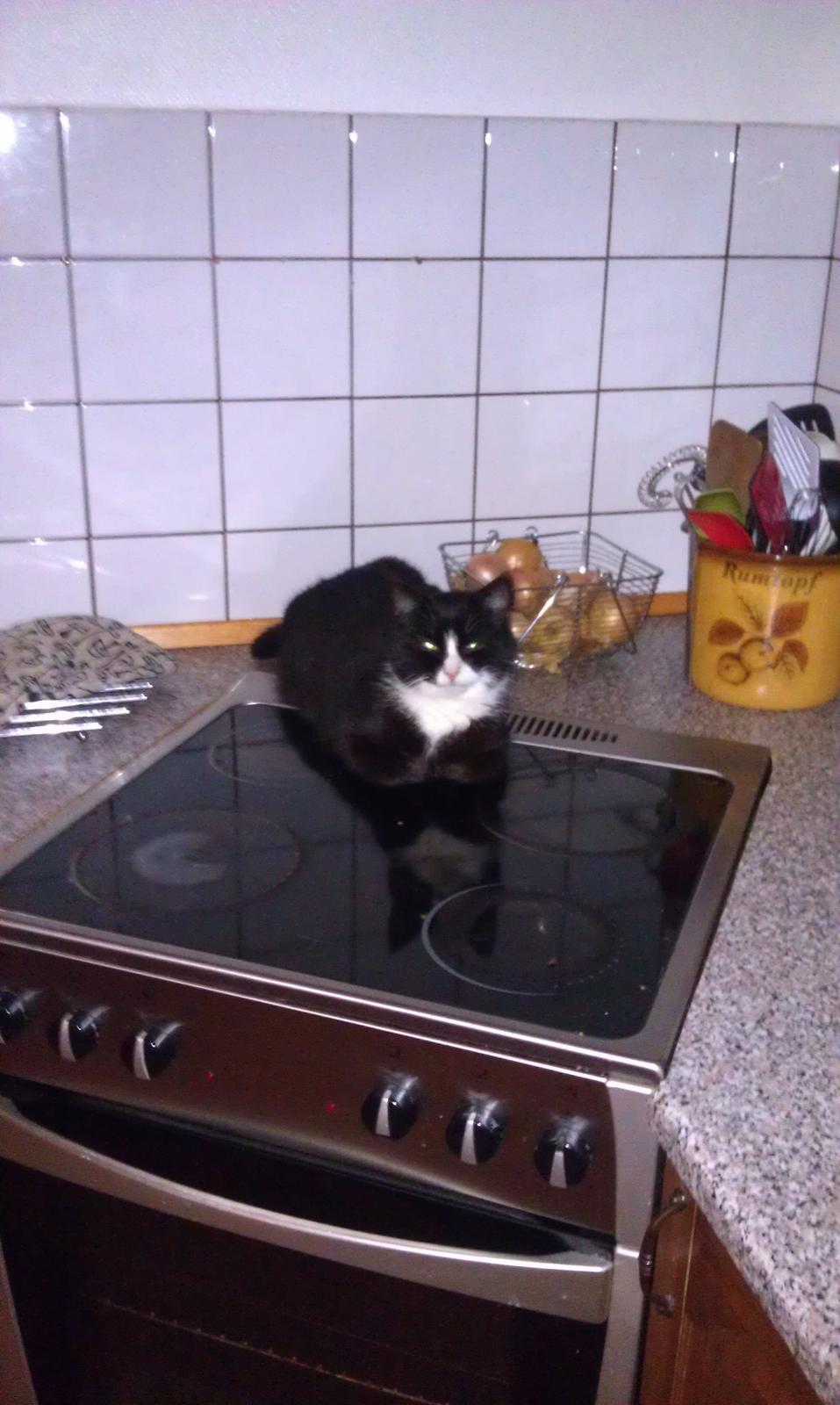 Huskat Tazan billede 2