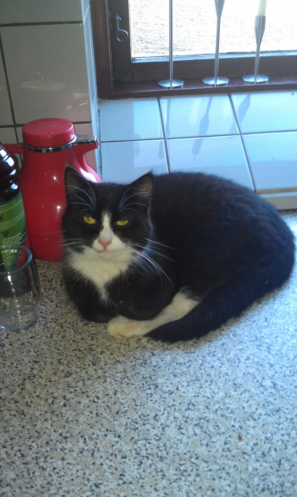 Huskat Tazan billede 3