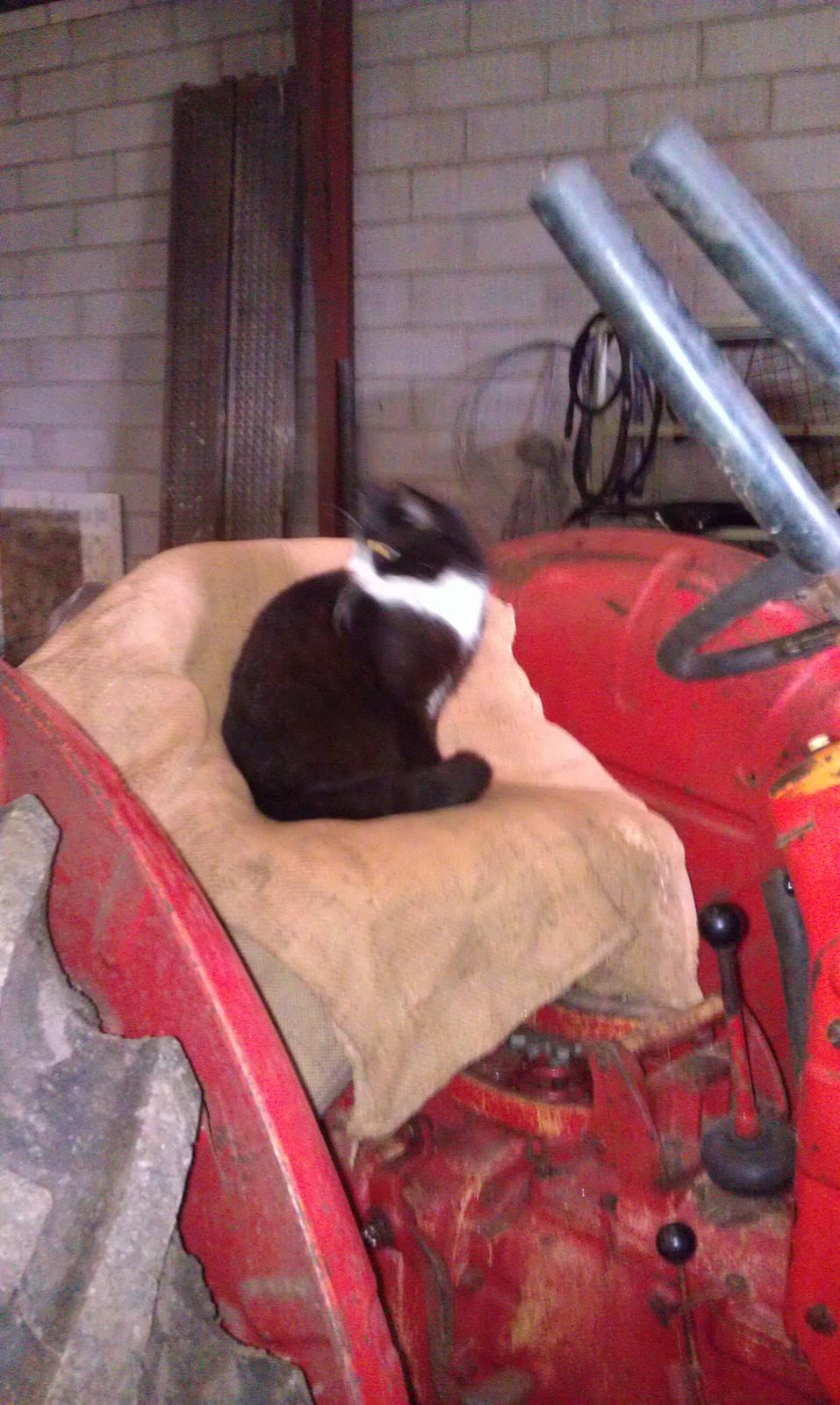 Huskat Tazan billede 4